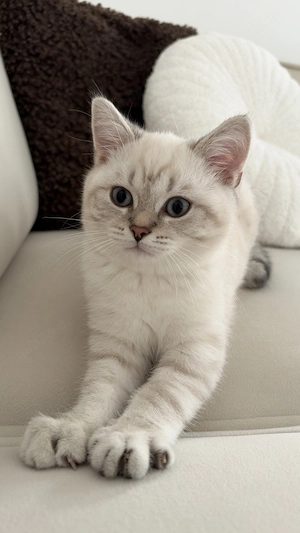 Bkh kitte männlich 