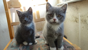Reinrassige BKH Kitten