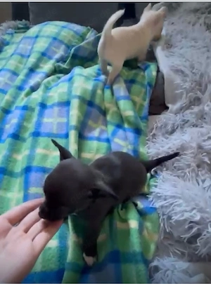 chihuahua welpen