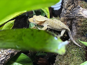 Kronengecko 1.0 mit Terrarium in liebevolle Hände abzugeben