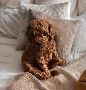 Pudel Welpen, Toy Hunde