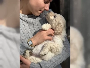 Goldendoodle F1b Welpen  Hündinnen und Rüden