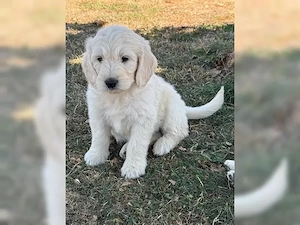 Goldendoodle Mini Welpen von erfahrenem Züchter abgabebereit