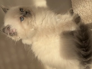 reine Perser katzenbabys, Colourpoint zu vermitteln 