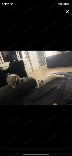 Katzen britische Kurzhaar 