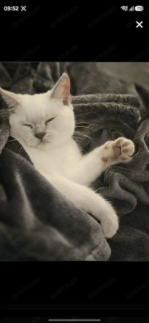 Katzen Britische Kurzhaar 