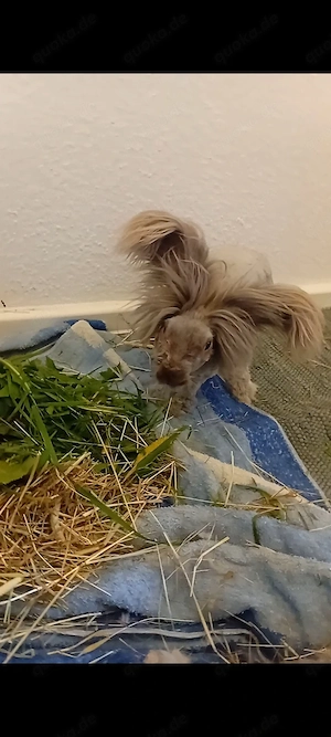 Englisches Angora kaninchen