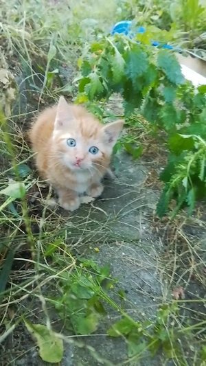 Süsse Kitten suchen Katzenfreunde!