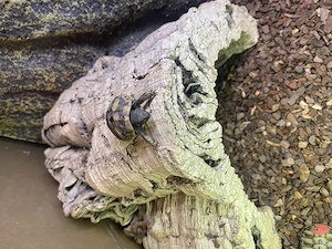 Griechische Landschildkröten mit Eu - Cites Bescheinigungen 