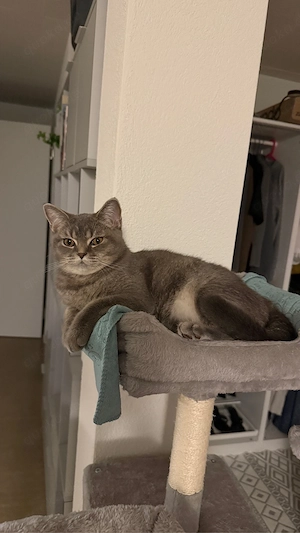 BKH Katze weiblich