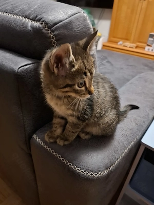 Zwei BKH  Russisch Blau Kitten mit Grundausstattung 