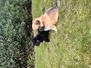 Ein pomchi Mädchen sucht noch zu Hause 