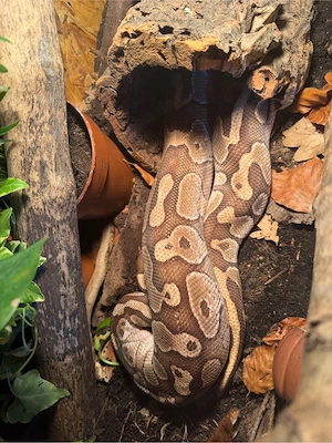 1.0 Lesser Pastel Königsphyton 