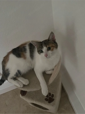 weibliche katze zu verkaufen mit Zubehör