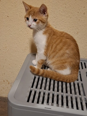 HausKatze Simba