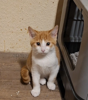 HausKatze Simba