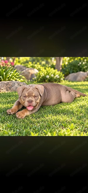 American Pocket bully welpen