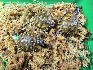 Terrapene carolina major Nachzuchten von 2026