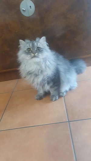 Wunderschöne verspielte Perser-Katäuser-Mix-Katze 