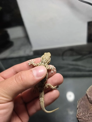 Mauergecko Tarentola mauritanica