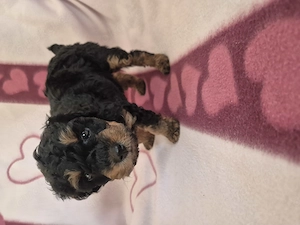 Ares der kleine Zwergpudel