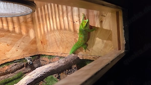 Phelsuma Grandis (Großer Madagaskar-Taggeckos) 