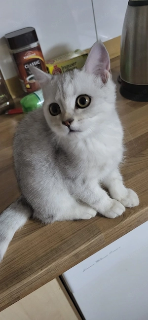 Bkh und  Blh Katzen 