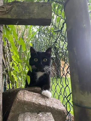 Ich verschenke 5 zweijährige Katzen.