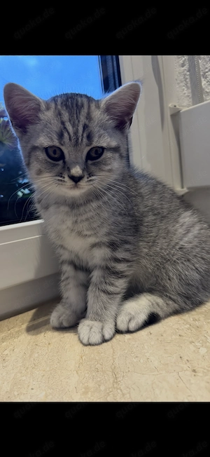 Reinrassige Bkh Kitten.