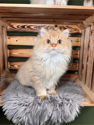 Traumhafter BLH Kater  fünf Monate alt