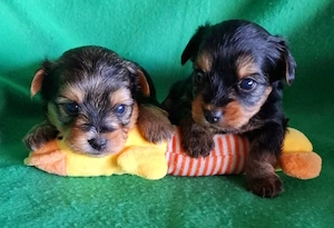 4 süße Yorkshire Terrier Welpen 