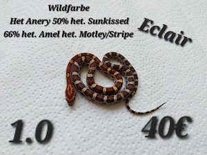 Baby Kornnattern Anfänger freundlich