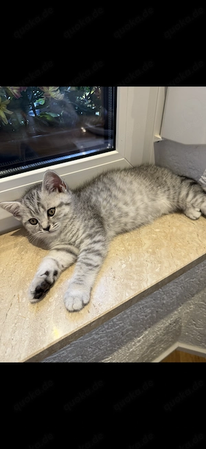 Reinrassige Bkh Kitten.