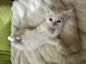 Katzen Baby weiß in liebevolle Hände abzugeben  Kater SOFORT ABHOLBEREIT Kätzchen