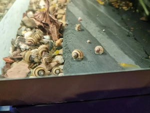 Zebra Schnecke 