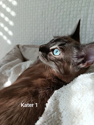 Bezaubernde Bengdoll Kitten 