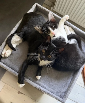 Maine Coon Mix und EKH Katze 
