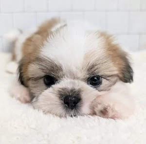 Shih Tzu Welpen suchen ein liebevolles Zuhause