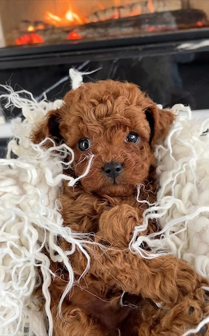 Bezaubernde Toy-Pudel-Welpen   kleine Hunde mit großem Herzen