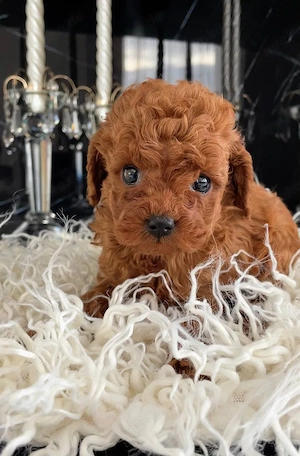 Bezaubernde Toy-Pudel-Welpen   kleine Hunde mit großem Herzen