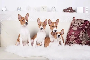 Basenji Welpen suchen ein liebevolles Zuhause