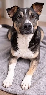 Hugo sucht sein zu Hause 