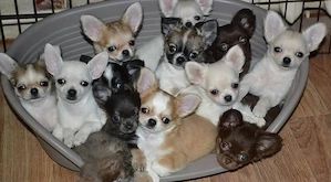 Reinrassige KH LH Chihuahua Welpen