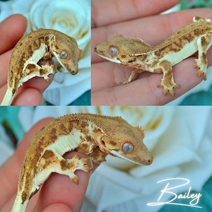 1.0  Kronengecko Phantom Lilly White 