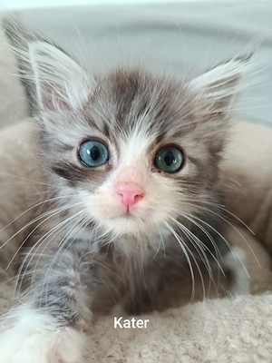 Zuckersüße Bengdoll Kitten 