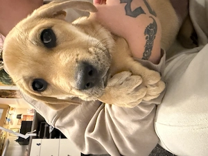 Drei wundervolle Malinois-Labrador-Welpen suchen ihr Für-immer-Zuhause