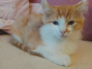 Liebevolles Zuhause für unsere Kitten gesucht