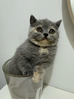 Bkh Kitten ***Abholbereit***