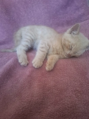 Ekh Kitten Kater Creme