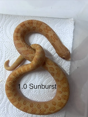 Hakennasennattern adult  Sunburst ,Lavender, Maitai